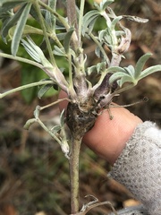 Neolasioptera lupini
