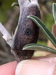 Neolasioptera lupini