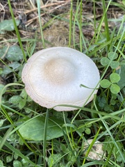 Leucoagaricus leucothites