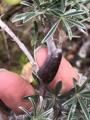 Neolasioptera lupini