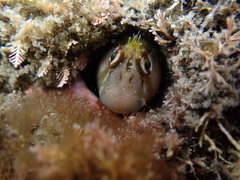 Parablennius laticlavius