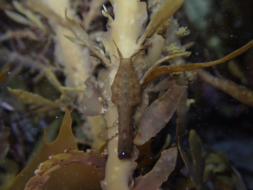 Batedotea elongata