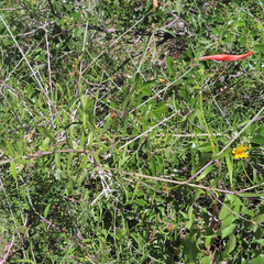 Anisacanthus linearis