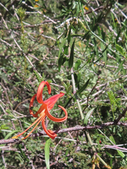 Anisacanthus linearis