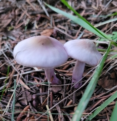Inocybe pallidicremea