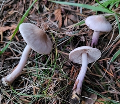 Inocybe pallidicremea