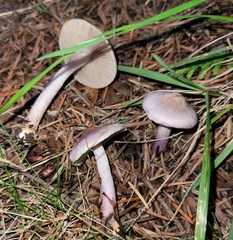 Inocybe pallidicremea
