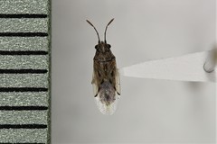 Nysius raphanus