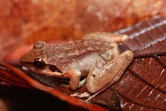 Limnonectes paramacrodon