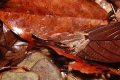 Limnonectes paramacrodon