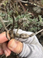 Neolasioptera lupini