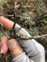 Neolasioptera lupini