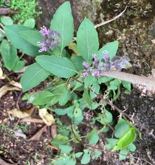 Ocimum campechianum