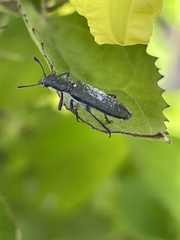 Eleale aspera