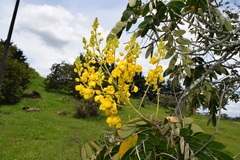 Senna pistaciifolia