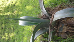 Agave atrovirens