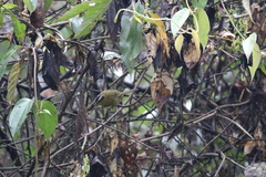 Kleinothraupis atropileus