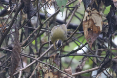 Kleinothraupis atropileus