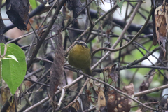 Kleinothraupis atropileus