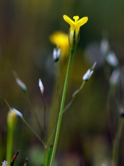 Cicendia quadrangularis