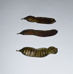 Senna pistaciifolia