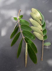 Senna pistaciifolia