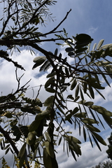 Senna pistaciifolia