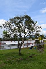 Senna pistaciifolia