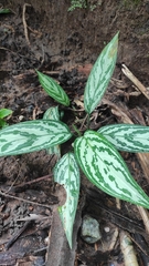Aglaonema nitidum
