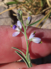 Hebecarpa barbeyana