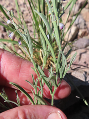 Hebecarpa barbeyana