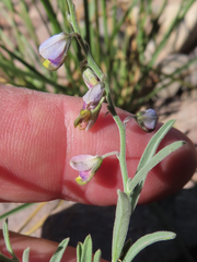 Hebecarpa barbeyana