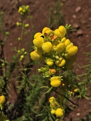 Calceolaria thyrsiflora