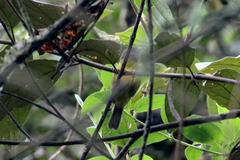 Cnemoscopus rubrirostris