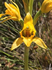 Chloraea gavilu