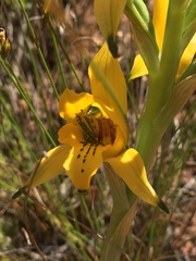 Chloraea gavilu