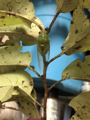 Okanagana viridis