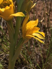 Chloraea gavilu