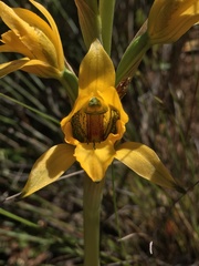 Chloraea gavilu