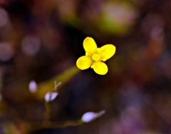 Cicendia quadrangularis