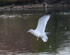 Larus delawarensis