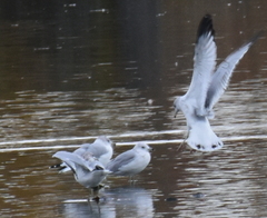 Larus delawarensis