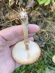 Leucoagaricus leucothites
