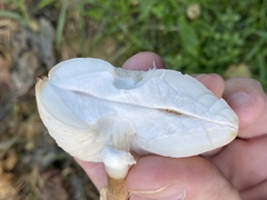 Leucoagaricus leucothites