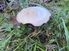 Leucoagaricus leucothites