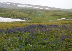 Aconitum glandulosum