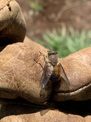 Scaptia australis