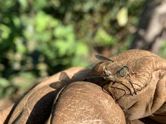 Scaptia australis