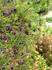 Billardiera longiflora