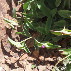 Tradescantia brevifolia